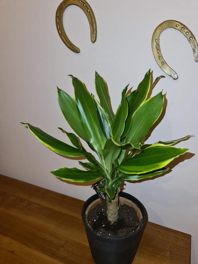 I Salotti Del Principe Apartment Palermo Luaran gambar